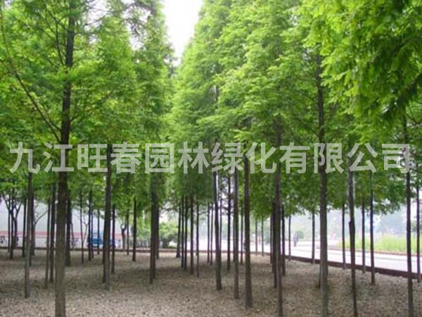 池衫